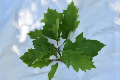 <i>Quercus rubra</i>