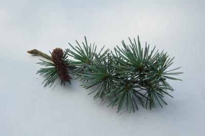 <i>Cedrus atlantica</i>