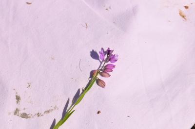 <i>Polygala vulgaris</i>