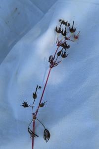 <i>Geranium columbinum</i>