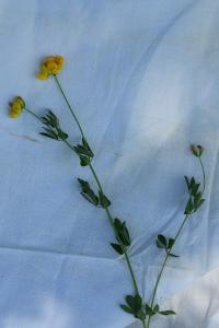 <i>Lotus corniculatus</i>