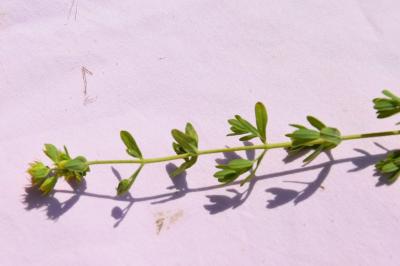<i>Hypericum pulchrum</i>