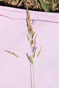 <i>Poa compressa</i>