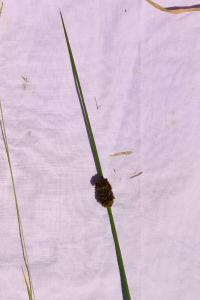 <i>Juncus conglomeratus</i>