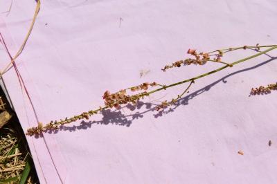 <i>Rumex acetosa</i>