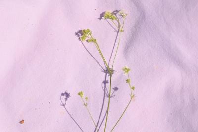 <i>Galium pumilum</i>
