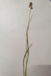 <i>Juncus subnodulosus</i>
