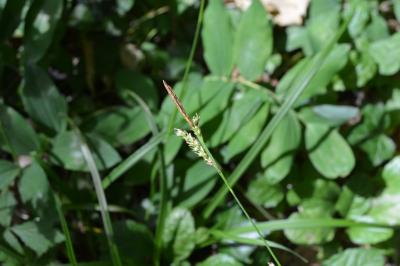 <i>Carex sylvatica subsp. sylvatica</i>
