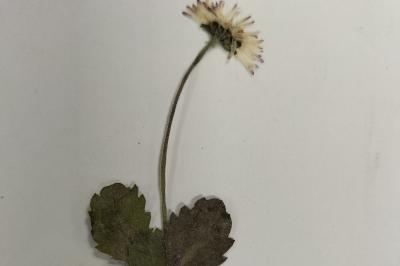 <i>Bellis perennis</i>