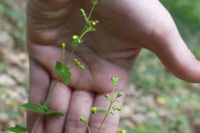 <i>Hypericum pulchrum</i>