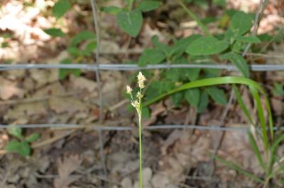 <i>Luzula multiflora</i>