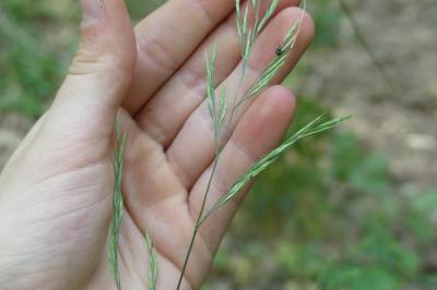 <i>Brachypodium sylvaticum</i>
