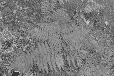 <i>Pteridium aquilinum</i>