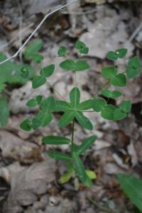 <i>Euphorbia dulcis</i>