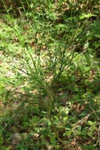 <i>Cytisus scoparius</i>