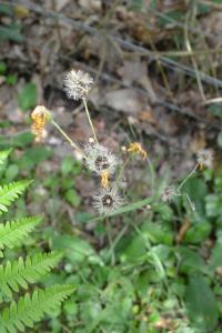 <i>Hieracium murorum</i>