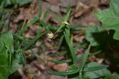 <i>Rabelera holostea</i>