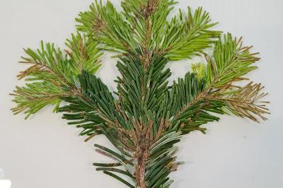 <i>Abies alba</i>