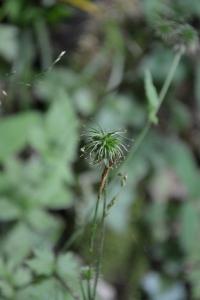 <i>Geum urbanum</i>