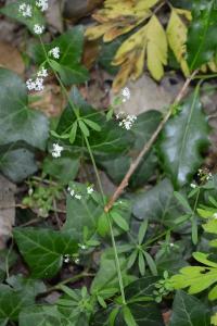 <i>Galium palustre</i>