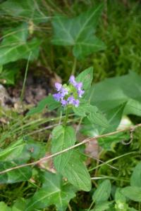 <i>Prunella vulgaris</i>