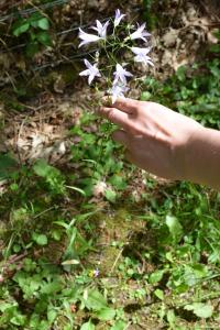 <i>Campanula patula</i>