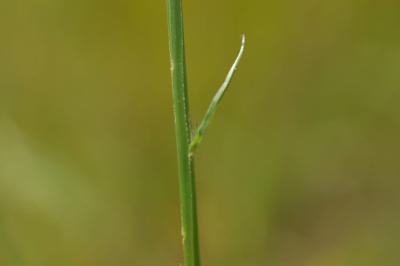 <i>Campanula rapunculus</i>