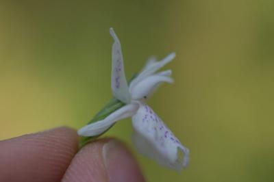 <i>Dactylorhiza maculata</i>