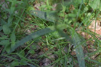 <i>Dactylorhiza maculata</i>