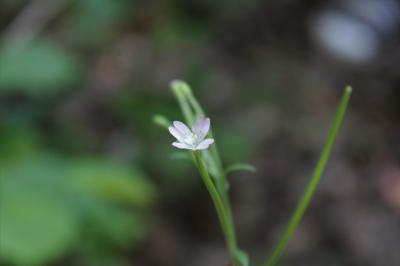 <i>Epilobium lanceolatum</i>
