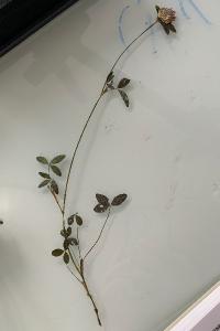 <i>Trifolium pratense</i>