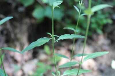 <i>Epilobium lanceolatum</i>