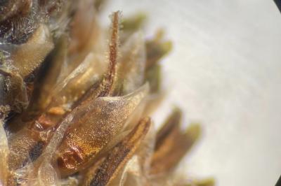 <i>Plantago lanceolata</i>