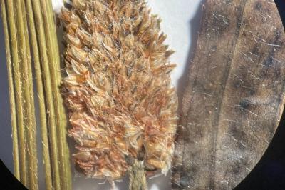 <i>Plantago lanceolata</i>