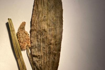 <i>Plantago lanceolata</i>