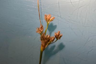 <i>Juncus effusus</i>