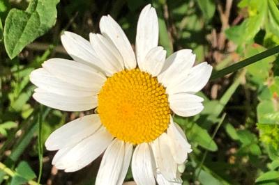 <i>Leucanthemum vulgare</i>