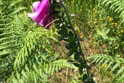 <i>Digitalis purpurea</i>