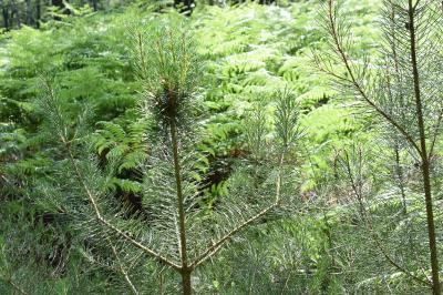 <i>Abies alba</i>