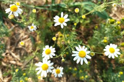 <i>Anthemis cotula</i>