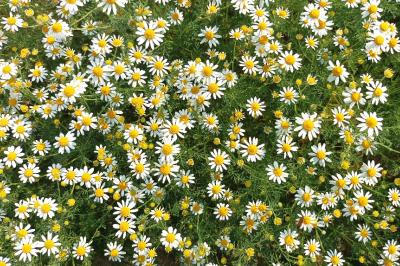 <i>Anthemis cotula</i>