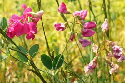 <i>Lathyrus tuberosus</i>