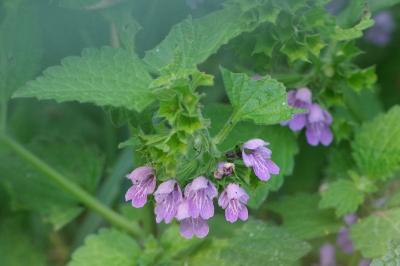 <i>Ballota nigra</i>