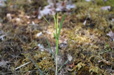<i>Lactuca saligna</i>