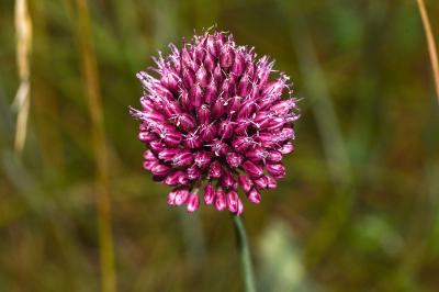 <i>Allium sphaerocephalon</i>
