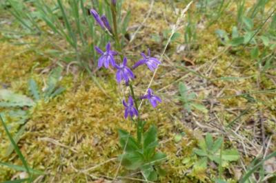 <i>Lobelia urens</i>