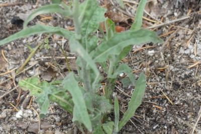 <i>Andryala integrifolia</i>