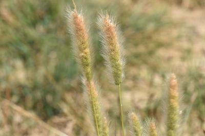 <i>Polypogon monspeliensis</i>