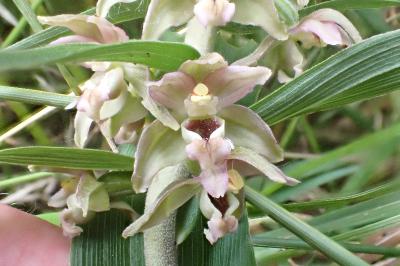 <i>Epipactis helleborine</i>
