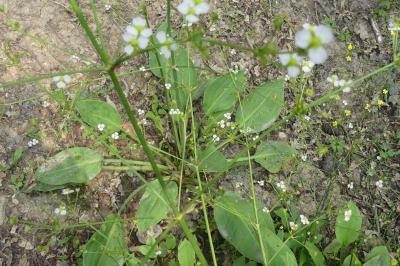 <i>Alisma plantago-aquatica</i>